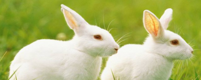 兔子怎麼養它會和你熟 兔子會和你熟的養法