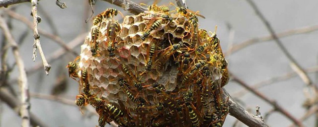 野蜂窩怎麼處理才能吃 野蜂窩的做法