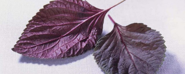 新鮮紫蘇怎麼保存 這幾個方法可以長時間保存紫蘇
