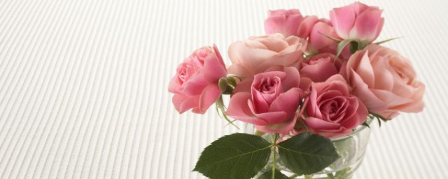 11朵粉玫瑰代表什麼意思 11朵粉玫瑰代表的意思
