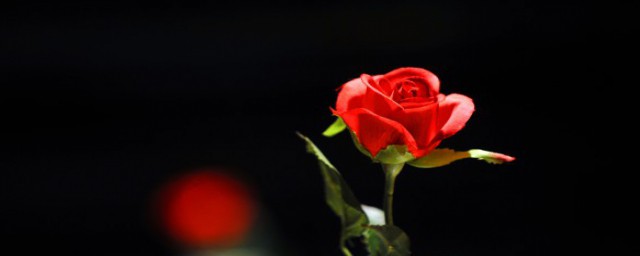 送的玫瑰花怎麼保存 玫瑰花的保存介紹