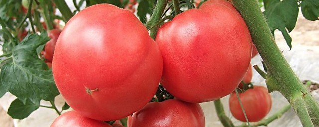 西紅柿吃多瞭有什麼壞處 西紅柿吃多瞭的壞處
