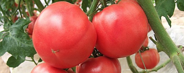 西紅柿的熱量 西紅柿的功效