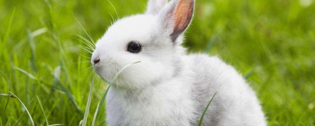 兔子的飼養方法 飼養的時候要註意什麼