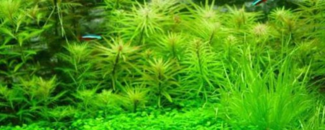 魚缸水草怎麼養 如何正確在魚缸養水草