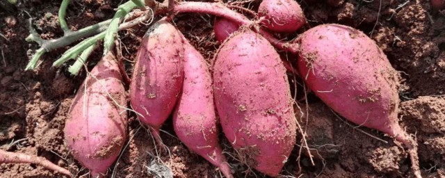 紅薯怎麼保存不發芽不變質 需要控制在什麼溫度呢