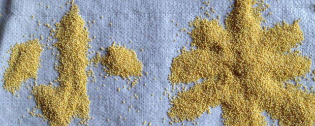 小米怎麼保存不長蟲 小米不長蟲的保存方法