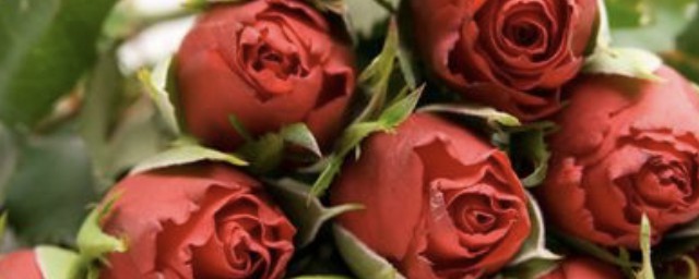 新鮮玫瑰花怎麼保存 新鮮玫瑰花保存方法