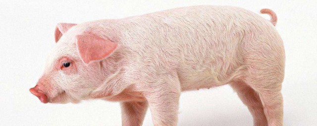 豬飼料長蟲怎麼處理 豬飼料長蟲處理方法
