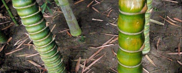 佛肚竹的養殖方法和註意事項 一起來瞭解一下佛肚竹如何養殖