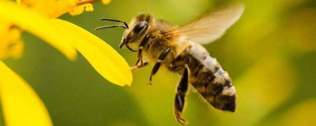 蜜蜂叮一下怎麼處理 被蜜蜂叮的急救方法