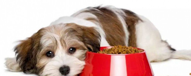 最科學簡單的自制狗糧 自制狗糧方法