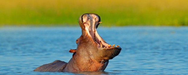 河馬常常張大嘴巴打哈欠其實是 河馬是什麼動物