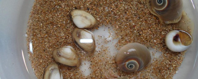 貝殼肉有沙怎麼處理 如何讓貝殼快速吐出泥沙