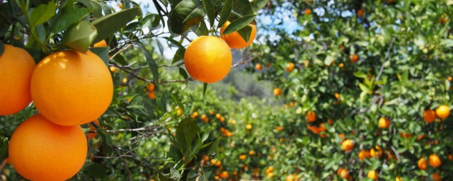 橘子的營養 橘子長什麼樣子