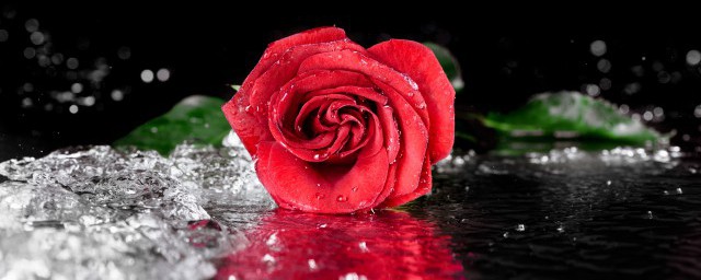 十一朵玫瑰花代表什麼意思 送十一朵玫瑰花的寓意