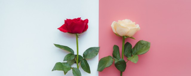 兩朵玫瑰花是什麼意思 你知道嗎