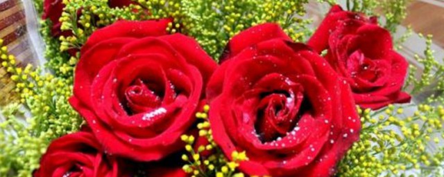 5朵玫瑰花代表什麼意思 5朵玫瑰花含義介紹