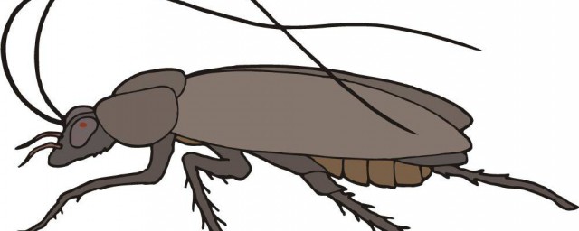 防蟑螂最有效的方法 怎樣有效驅除蟑螂