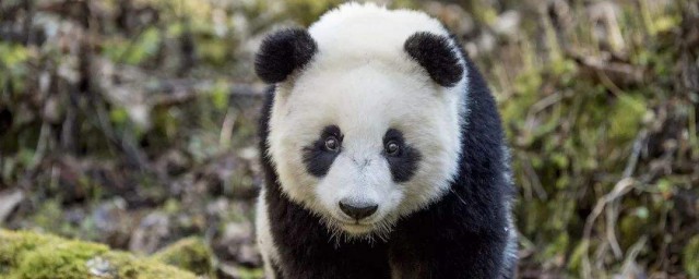 大熊貓習性 關於大熊貓習性的介紹