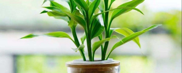 水培富貴竹怎麼養才能更旺盛 水培富貴竹生長旺盛方法