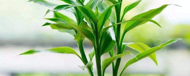 富貴竹的作用 養富貴竹有什麼作用