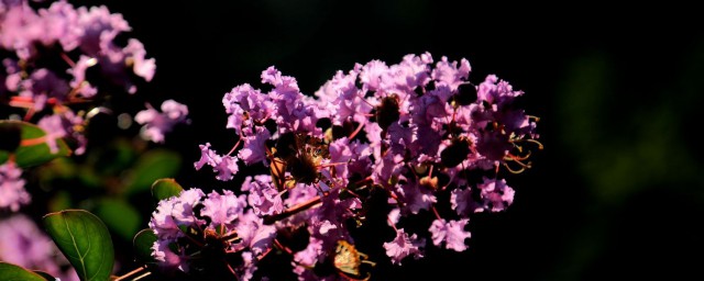 紫薇花的象征意義 它有什麼傳說