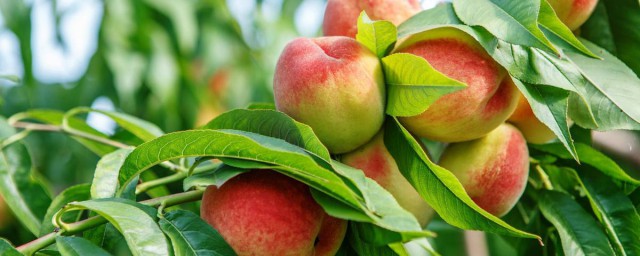 桃樹的特點 桃樹的特點介紹