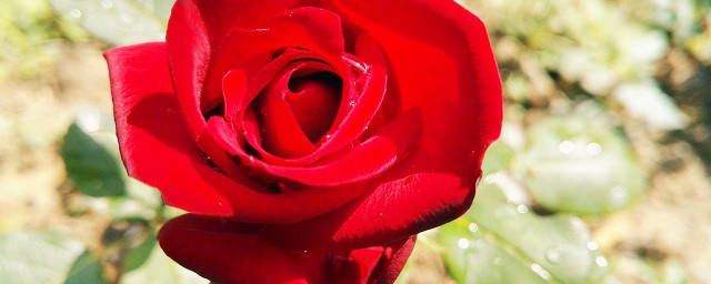玫瑰花的特點 玫瑰花的三個特點介紹