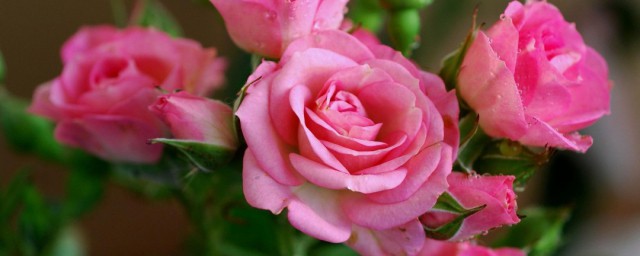 粉紅玫瑰花代表的含義 送粉紅玫瑰花的寓意