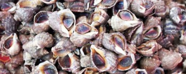 海螺的營養價值及功效 海螺的營養價值有哪些