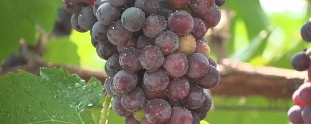 葡萄的營養價值和功效 葡萄的功效介紹