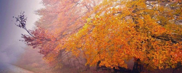 秋天的比喻句有哪些 描寫秋天的比喻句有哪些