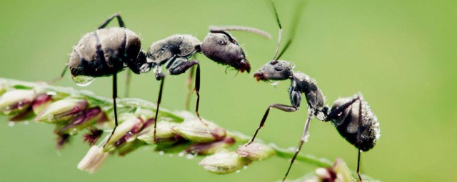 螞蟻的特點 螞蟻的特點有哪些