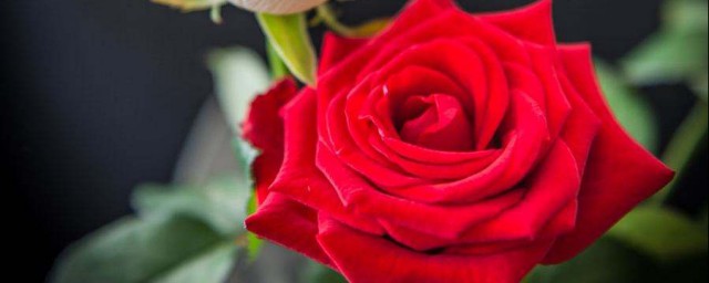 白玫瑰與紅玫瑰的寓意 白玫瑰與紅玫瑰的寓意是什麼