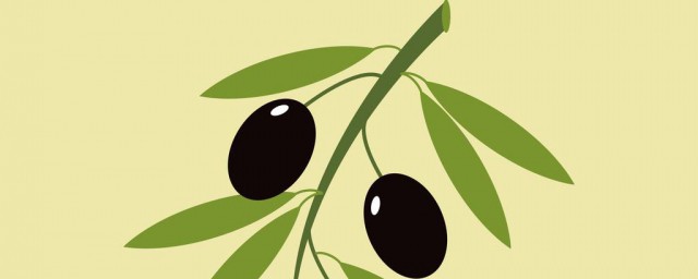 橄欖枝象征著什麼 橄欖枝寓意是什麼