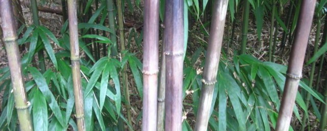竹子的寓意和象征 竹子的寓意是什麼