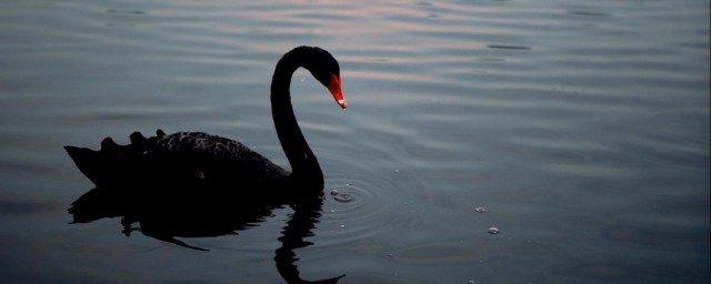黑天鵝的寓意及象征 黑天鵝的寓意及象征是什麼
