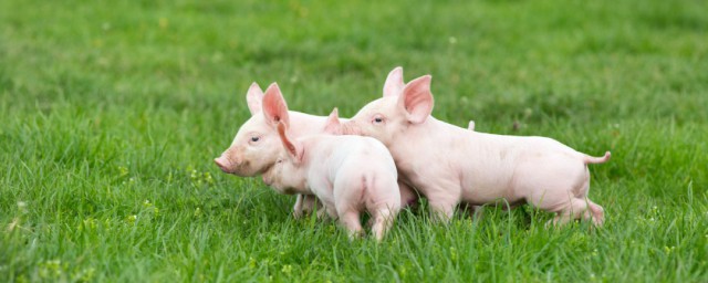 仔豬出生怎麼處理 仔豬養護方法詳解