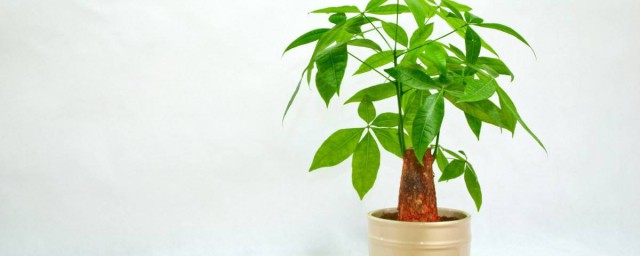傢裡放什麼植物好招財 5種助於傢裡招財的植物介紹