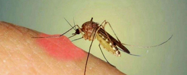 驅蚊子最有效的方法 可以試試這兩種方法