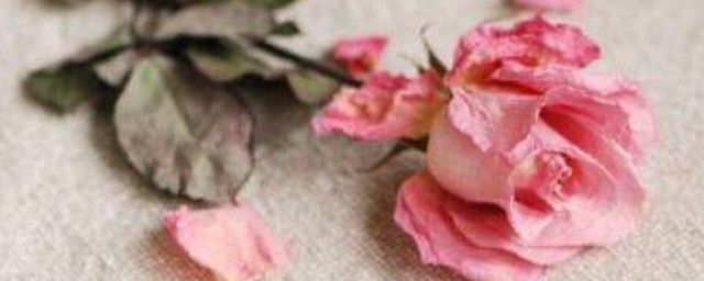 玫瑰幹花制作方法 玫瑰幹花的制作方法有哪些