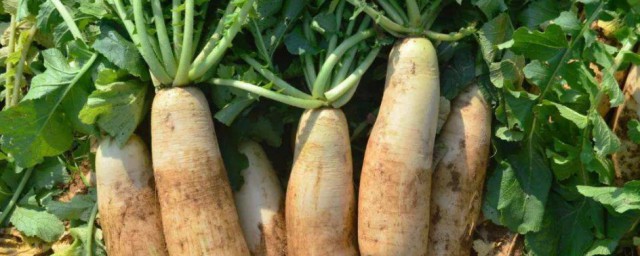 種白蘿卜的正確方法 白蘿卜如何種植