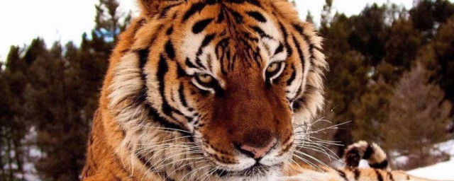 老虎的特點和本領 老虎的特點和本領是什麼