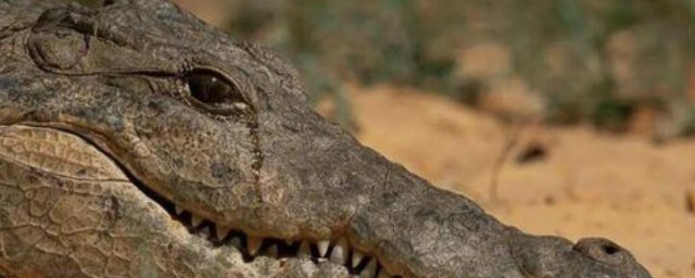 為什麼鱷魚在吃獵物的時候會流眼淚 鱷魚在吃獵物的時候會流眼淚的原因