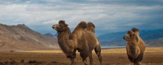 沙漠駱駝的駝峰是用來儲存什麼的? 沙漠駱駝的駝峰的作用