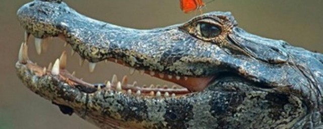 鱷魚的眼淚是什麼造成的? 鱷魚的眼淚的原因