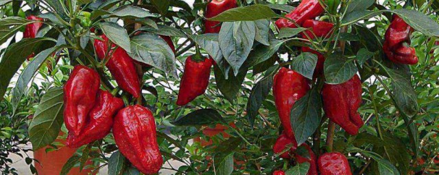辣椒的種植方法 辣椒的種植方法是什麼