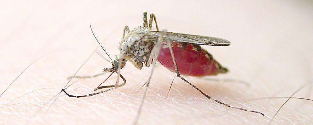 什麼治蚊子最好的方法 治蚊子最好的方法是什麼