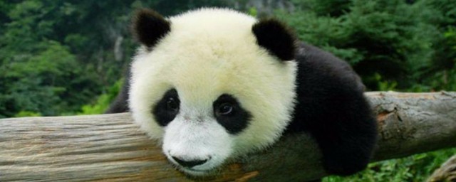 熊貓為什麼被視為中國的國寶 原因是什麼